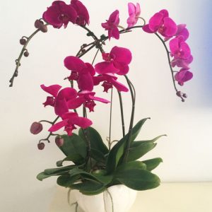Women’s Day Orchids Potted 11