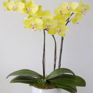 Women’s Day Orchids Potted 13