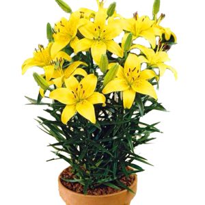 2-pots-of-yellow-lilies