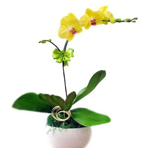 potted-orchids-christmas-001