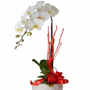 potted-orchids-christmas-002