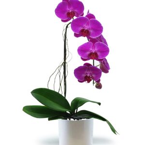 potted-orchids-christmas-003