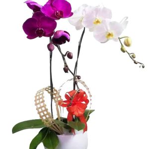 potted-orchids-christmas-005