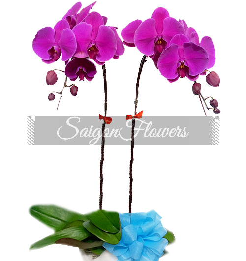 potted-orchids-christmas-006