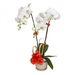 potted-orchids-christmas-007
