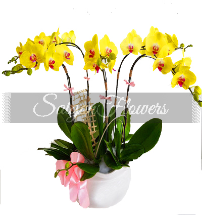 potted-orchids-christmas-008