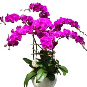 potted-orchids-christmas-009
