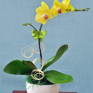 potted-orchids-christmas-01