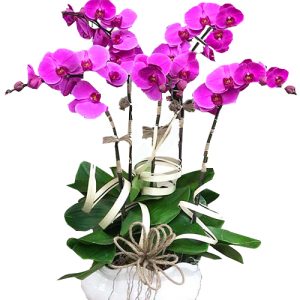 potted-orchids-christmas-010