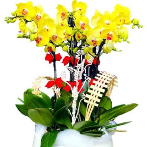 potted-orchids-christmas-011