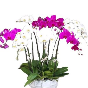 potted-orchids-christmas-013