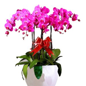 potted-orchids-christmas-014