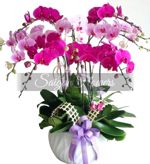 potted-orchids-christmas-015