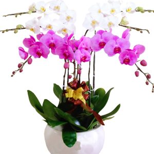 potted-orchids-christmas-018