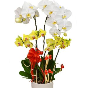 potted-orchids-christmas-020