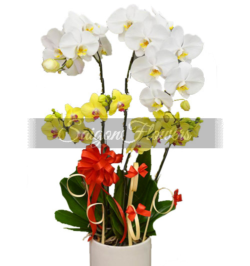 potted-orchids-christmas-020