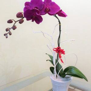 potted-orchids-christmas-03