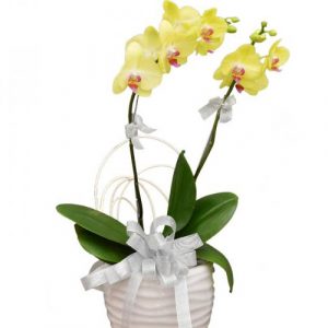 potted-orchids-christmas-04