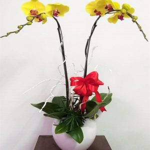 potted-orchids-christmas-06