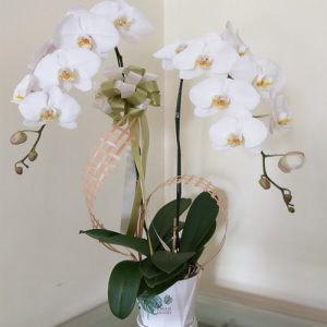 potted-orchids-christmas-07