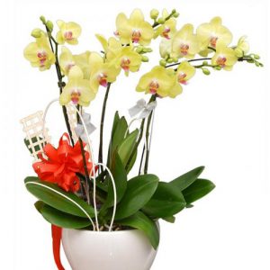 potted-orchids-christmas-08