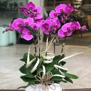 potted-orchids-christmas-11