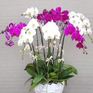 potted-orchids-christmas-13