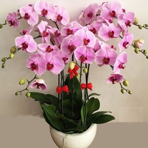 potted-orchids-christmas-14