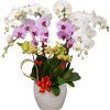 Potted Orchids Christmas 16