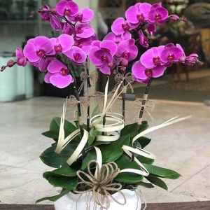 poted-orchids-for-tet-09