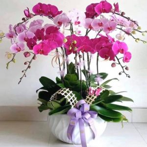 poted-orchids-for-tet-13