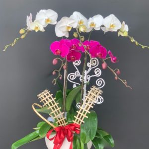 poted-orchids-for-tet-18