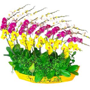 special-orchids-for-tet-003