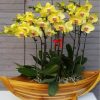 Special Orchids For Tet 02