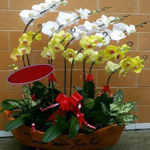special-orchids-for-tet-03