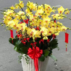 special-orchids-for-tet-04