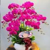 Special Orchids For Tet 05