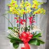 Special Orchids For Tet 06
