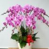 Special Orchids For Tet 07