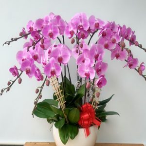 special-orchids-for-tet-07