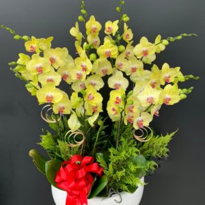 special-orchids-for-tet-08