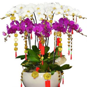 special-orchids-for-tet-10