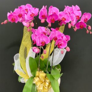 special-orchids-for-tet-11