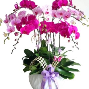 orchids-for-dad-003