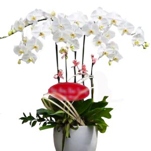 orchids-for-dad-004