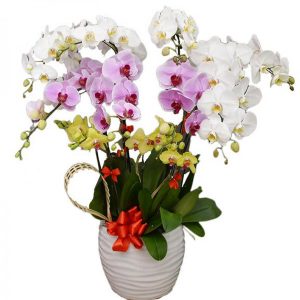 orchids-for-dad-05