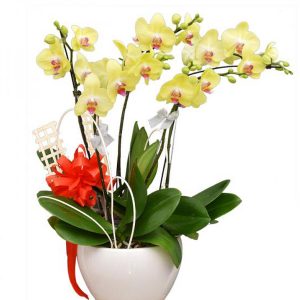 orchids-for-dad-10