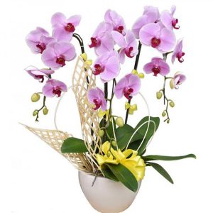 orchids-for-dad-11