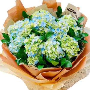 hydrangea