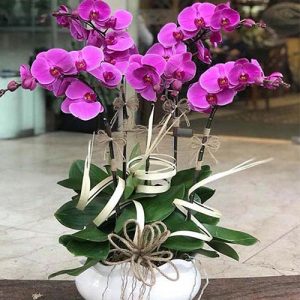 womens-day-orchids-potted-14